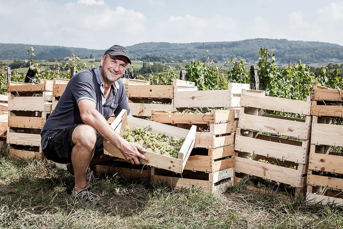 Portrait du vigneron Stéphane Tissot devant la récolte en cagette du raison pour le vin jaune