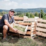 Portrait du vigneron Stéphane Tissot pendant la récolte du raisin en cagette pour la vinification du vin jaune